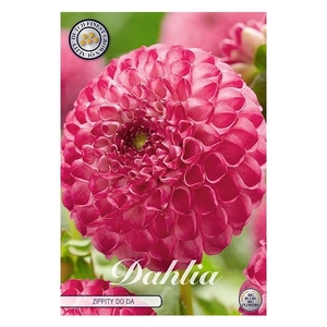 Dahlia Zippity do da x1 l