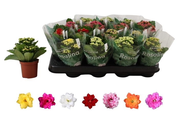 arr8 Kal Ge Ro Gem 6 Kl