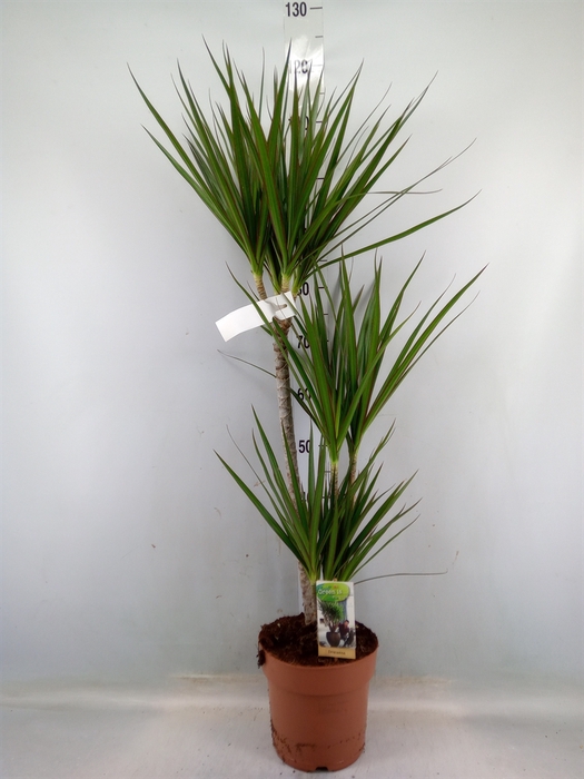 <h4>Dracaena marg.</h4>