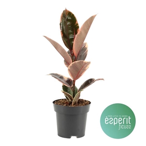 Ficus elastica Belize®