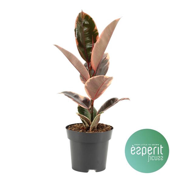 <h4>Ficus elastica Belize®</h4>