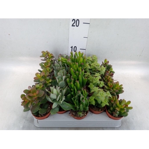 Crassula   ...mix