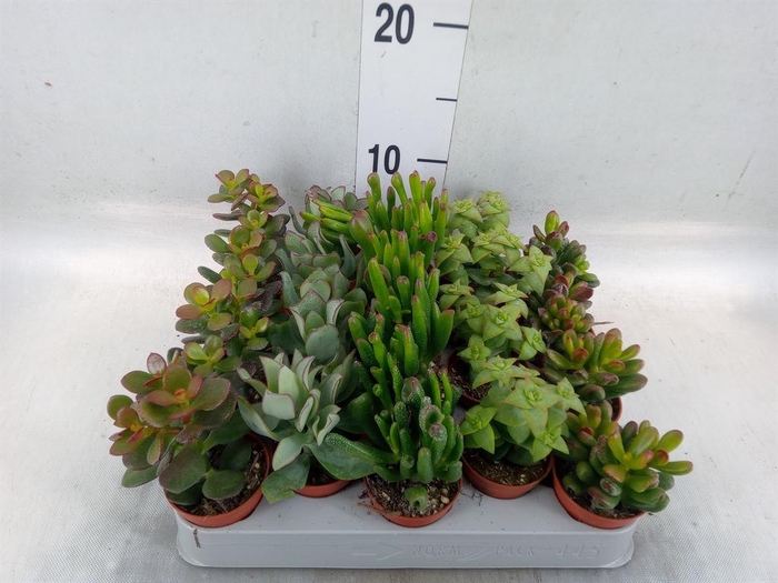 <h4>Crassula   ...mix</h4>