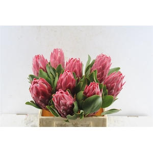 Protea Cy Red Rex C