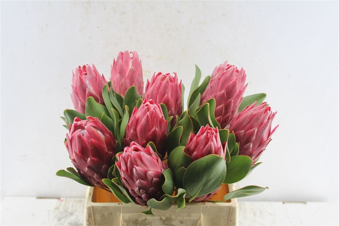 <h4>Protea Cy Red Rex C</h4>