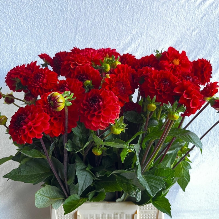 <h4>DAHL RED CAP</h4>