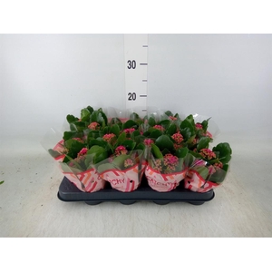 Kalanchoe blos. 'Garbo lilac'