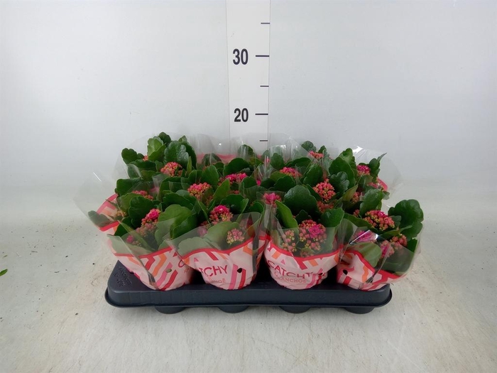 <h4>Kalanchoe blos. 'Garbo lilac'</h4>