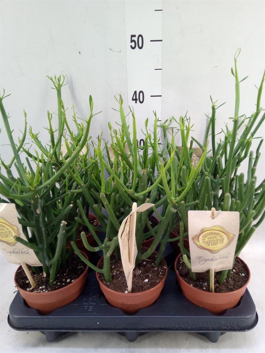 <h4>Euphorbia tirucalli</h4>