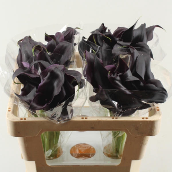 <h4>Calla Odessa Double</h4>