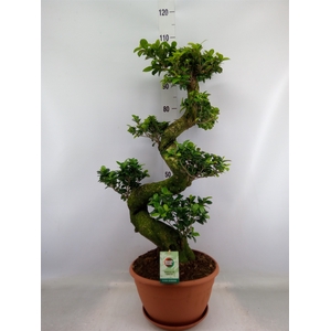 Ficus microcarpa 'Ginseng'