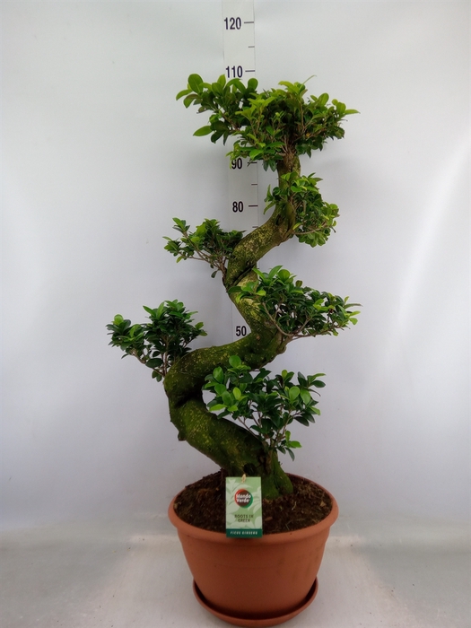 <h4>Ficus microcarpa 'Ginseng'</h4>