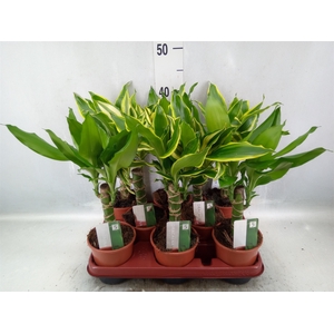 Dracaena frag.   ...mix 3