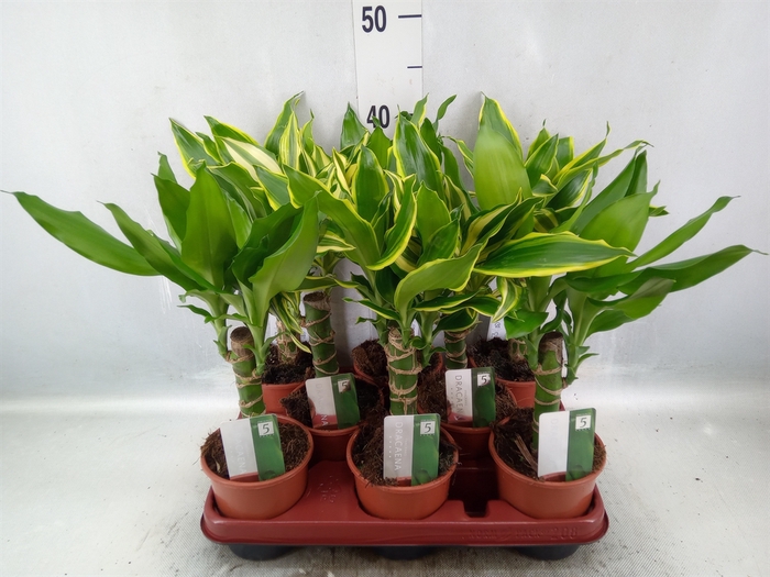 Dracaena frag.   ...mix 3