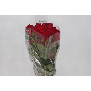 ROSA FREEDOM 050 CM ESTUFA