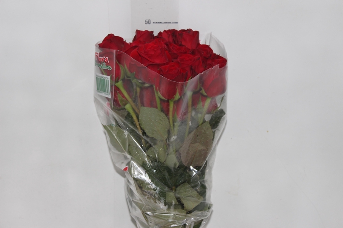<h4>ROSA FREEDOM 050 CM ESTUFA</h4>