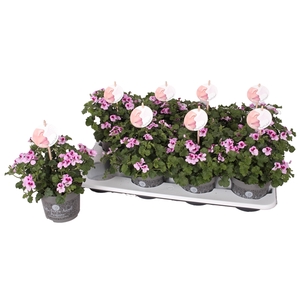 Pelg. Angel Parfum Daisy 12cm