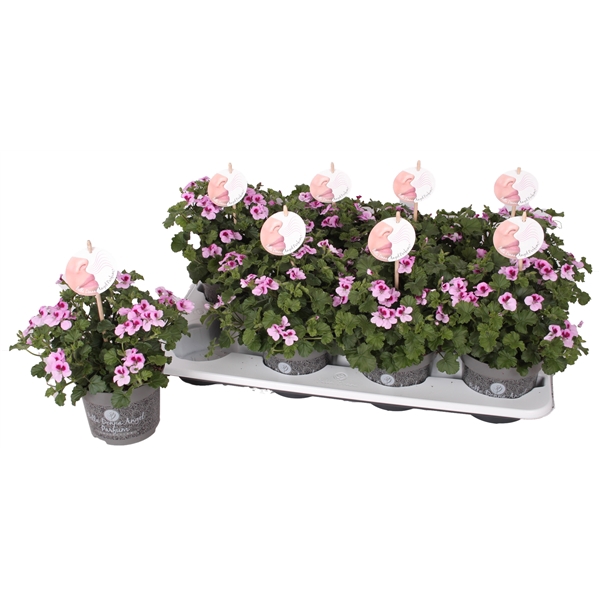 <h4>Pelg. Angel Parfum Daisy 12cm</h4>