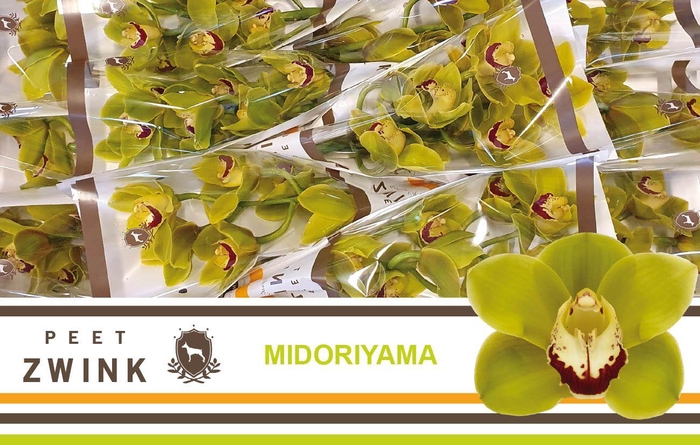 <h4>CYMB T MIDORIYAMA</h4>