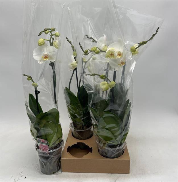 <h4>PHAL OV WIT</h4>