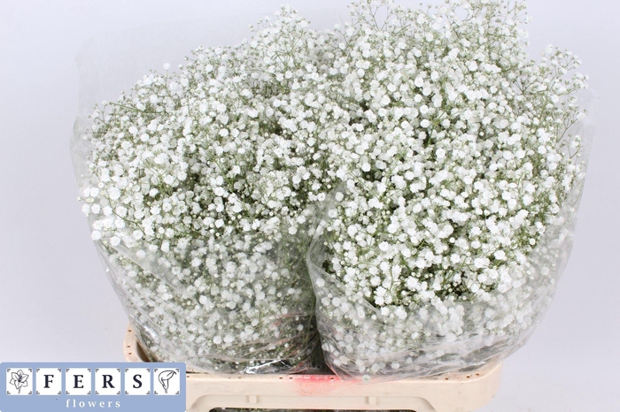 <h4>GYPS PA XLENCE</h4>