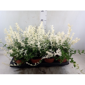 Euonymus fortunei 'Harlequin'