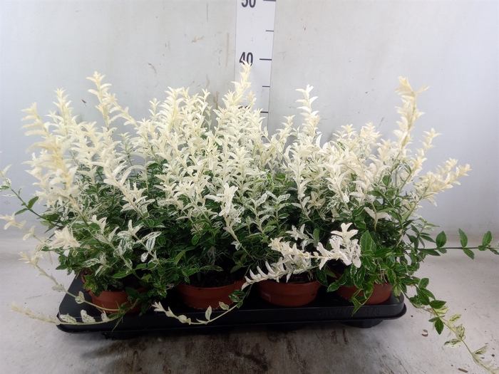 <h4>Euonymus fortunei 'Harlequin'</h4>