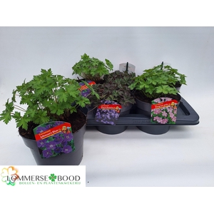 GERANIUM OVERIG