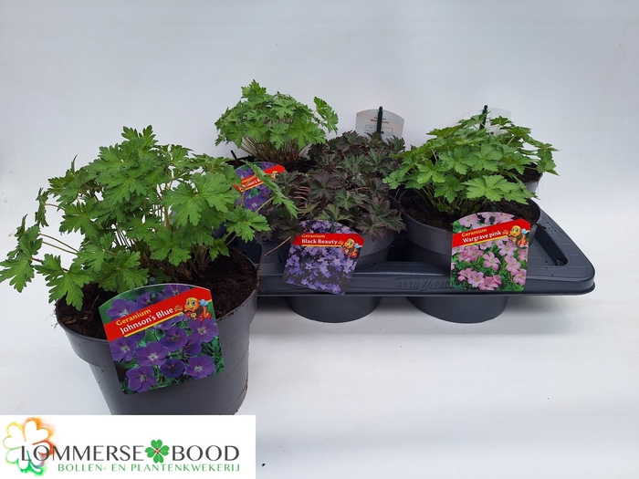 <h4>GERANIUM OVERIG</h4>
