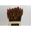 Kniphofia Alcazar