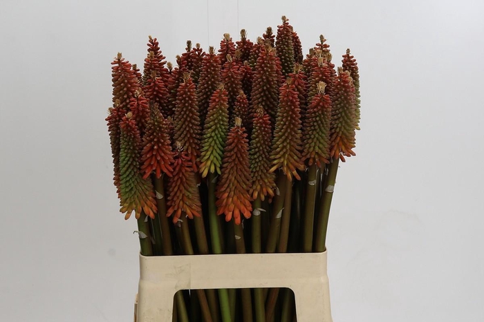 <h4>Kniphofia Alcazar</h4>