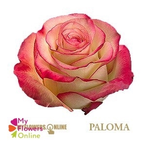 R Gr Paloma Bicolor 50cm EC