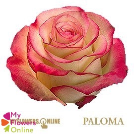 <h4>R Gr Paloma Bicolor 50cm EC</h4>
