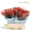 Leuco Raziya
