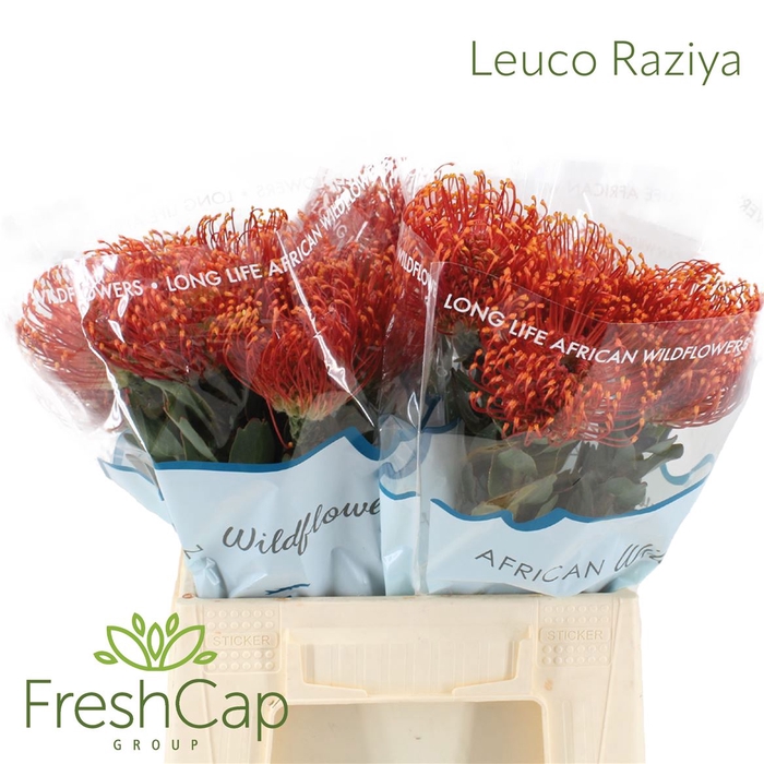 <h4>Leuco Raziya</h4>