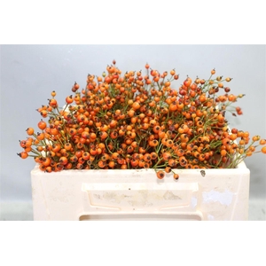 Rosa Prinsberry Oran