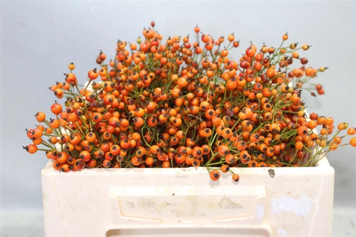 <h4>Rosa Prinsberry Oran</h4>