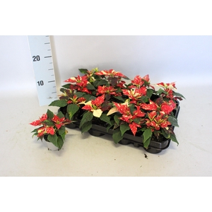 Poinsettia 6  cm Christmas Feelings® Glitter 2/4 kopper