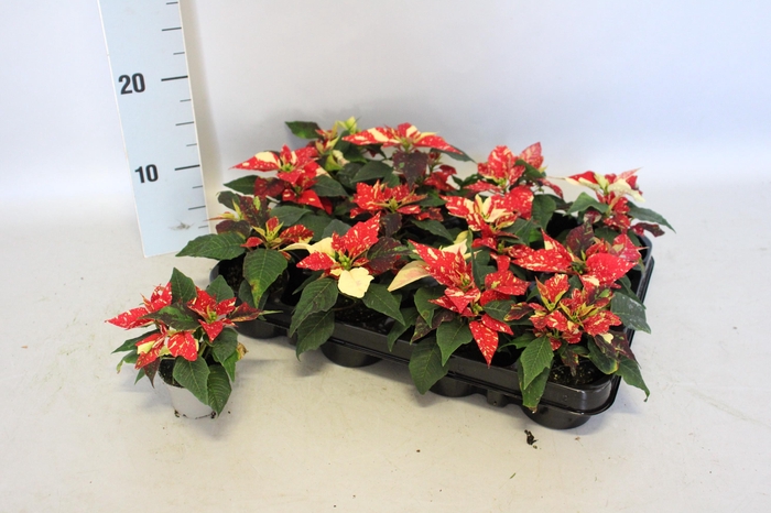 <h4>Poinsettia 6 cm Christmas Feelings® Glitter 2/4 kopper</h4>