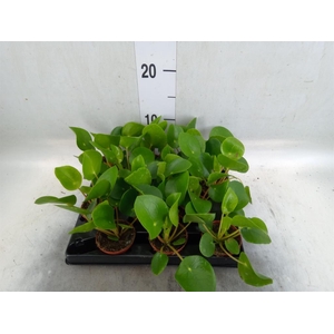 Pilea peperomioides