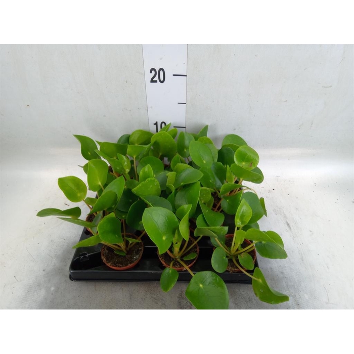 <h4>Pilea peperomioides</h4>