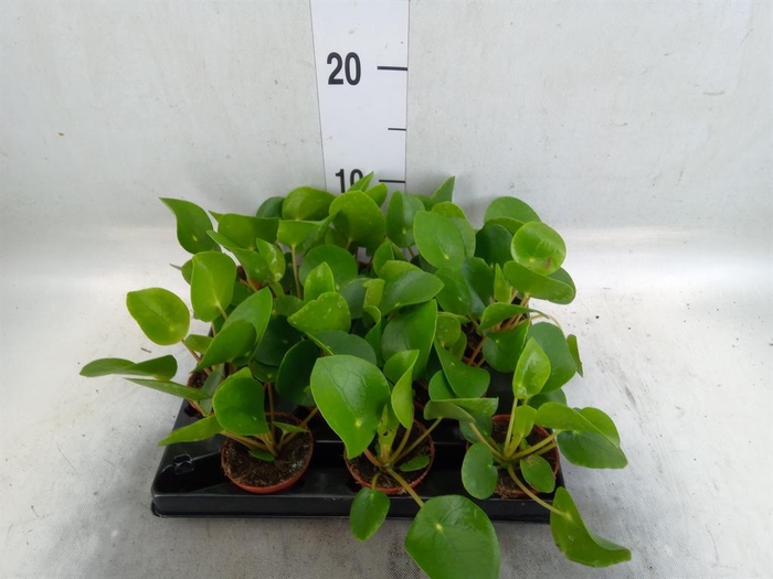 <h4>Pilea peperomioides</h4>