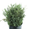 Juniperus Ch Ginepro
