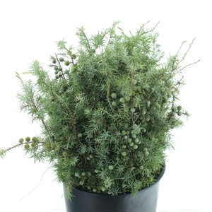 Juniperus Ch Ginepro