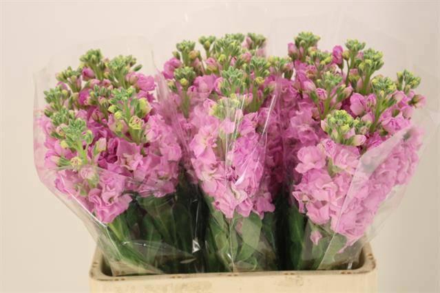 <h4>MATTH IRON PINK</h4>