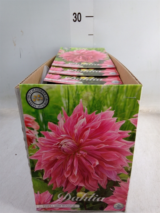 <h4>Dahlia   ...flowerbulbs</h4>