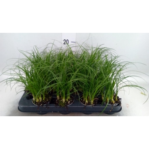 Nolina recurvata ...