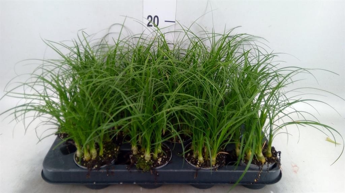 <h4>Nolina recurvata   ...</h4>
