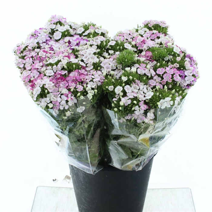 Di Barb Amazon Pink Super