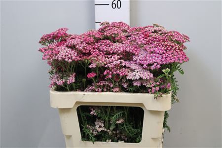 <h4>Achillea millef. 'Bianca Classic'</h4>